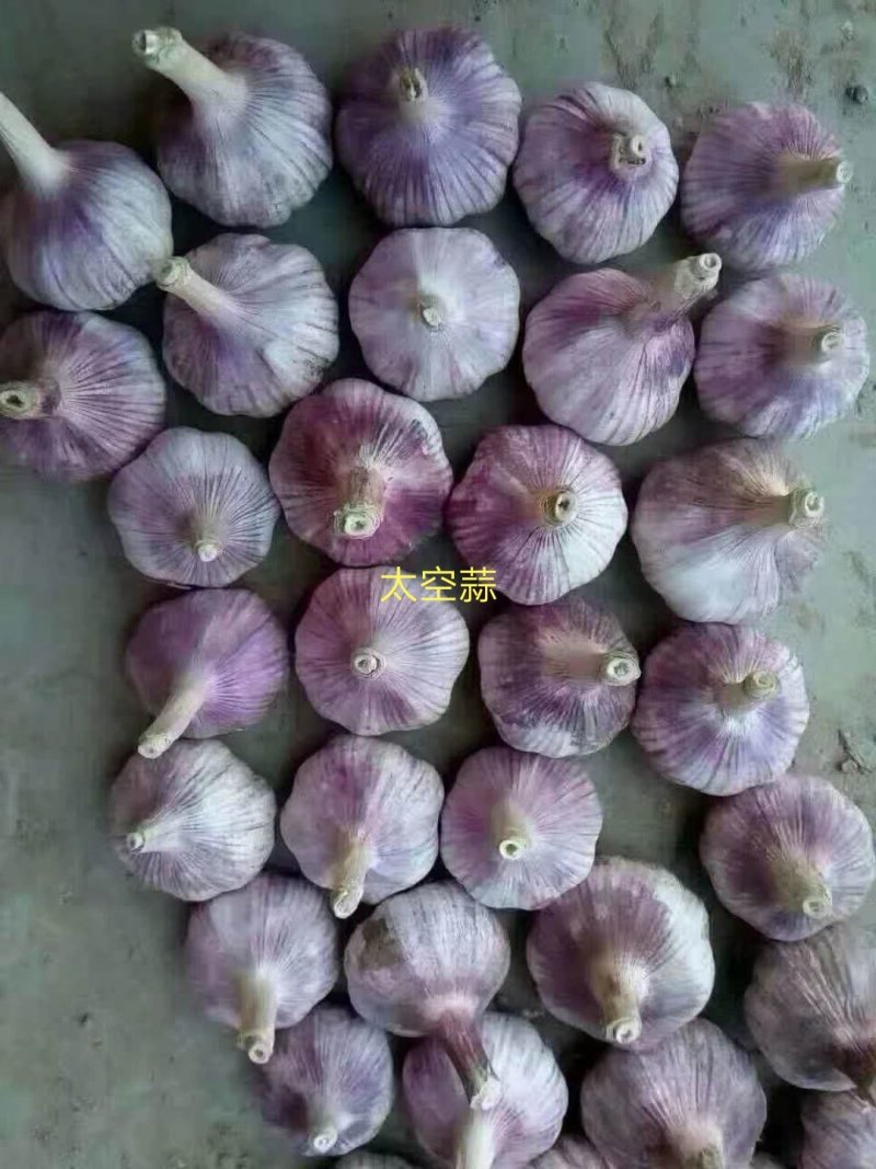金乡太空蒜鲜蒜大量上市