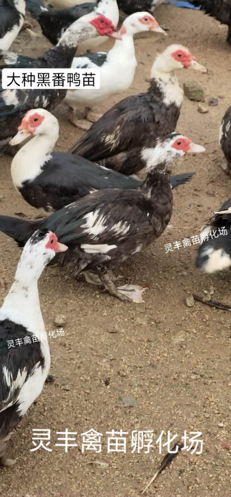 大花番鸭苗《有买家保证金》购买放心，厂家直销