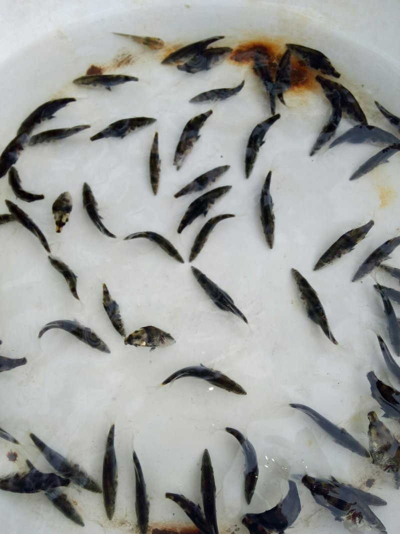 【热销】产地鳜鱼苗翘嘴鳜鱼苗饵料鱼渔场直销诚信经营