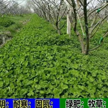 白三叶草籽进口草籽四季果园绿肥种子绿化草坪牧草种子