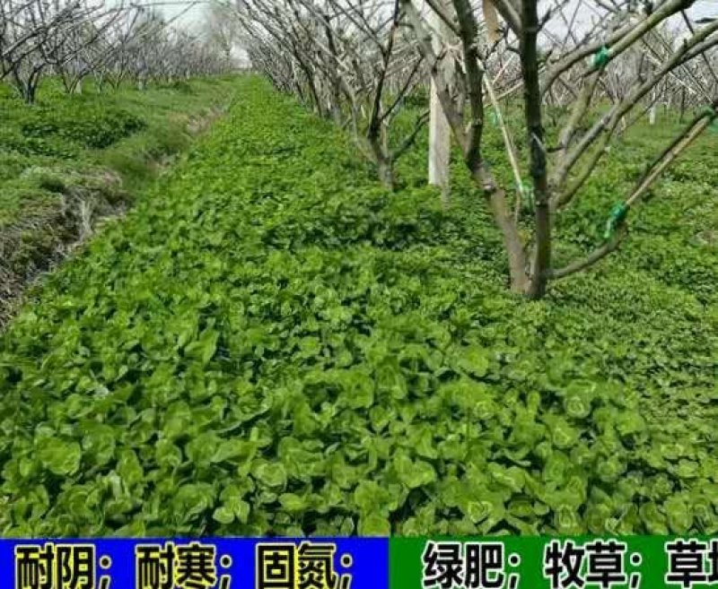 白三叶草籽进口草籽四季果园绿肥种子绿化草坪牧草种子