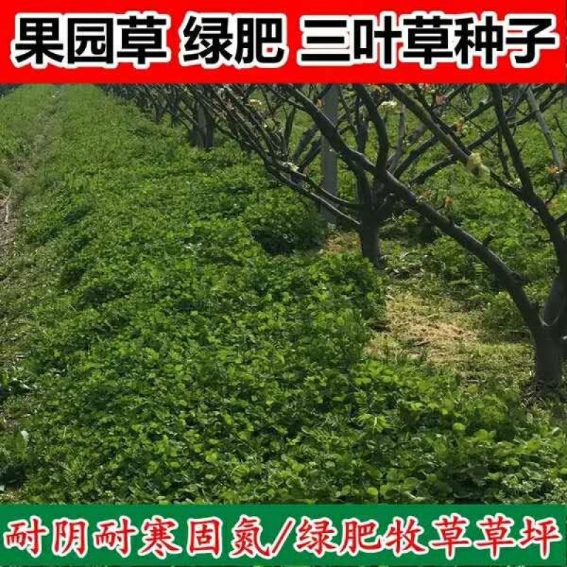 白三叶草籽进口草籽四季果园绿肥种子绿化草坪牧草种子