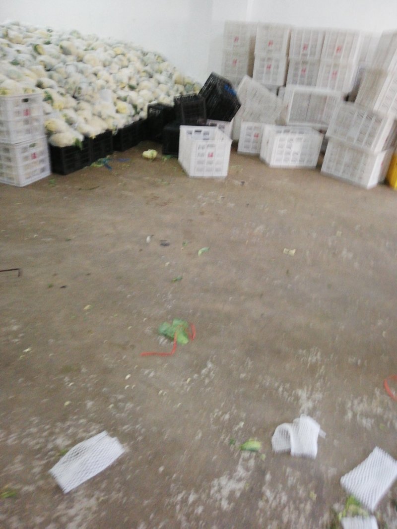 纸袋白面青梗松花菜，小米粒，乳白净花冷库大量有