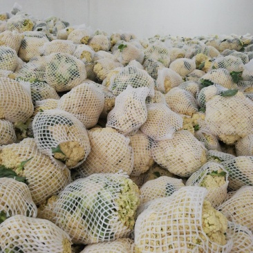 纸袋白面青梗松花菜，小米粒，乳白净花冷库大量有
