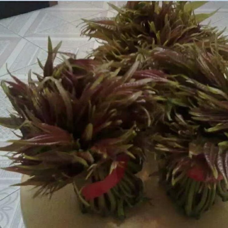 红油香椿种子育苗栽种采收香椿芽，净子种子