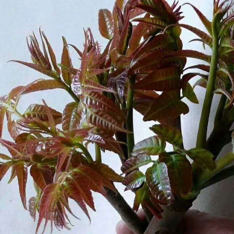 红油香椿种子育苗栽种采收香椿芽，净子种子