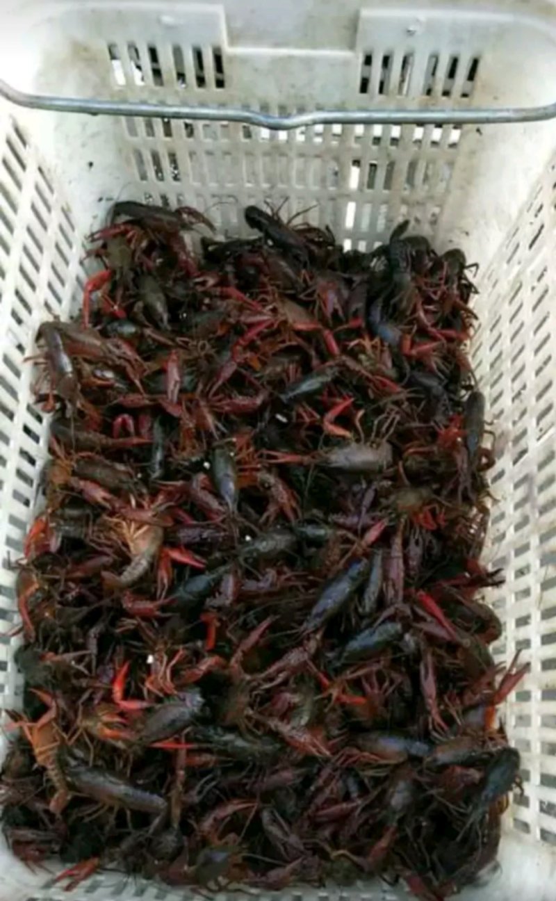 大量小龙虾现货赶紧砸单过来晚了就没货了