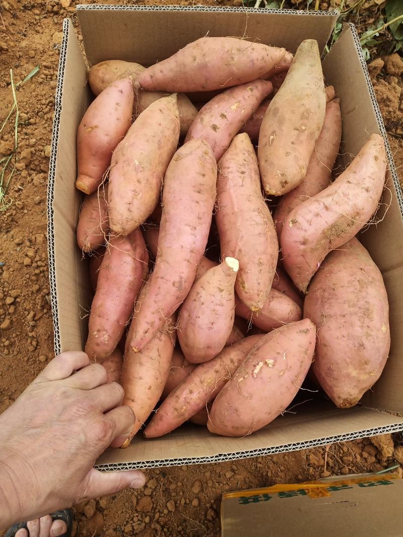 南方精品烟薯25鲜薯及优质薯苗