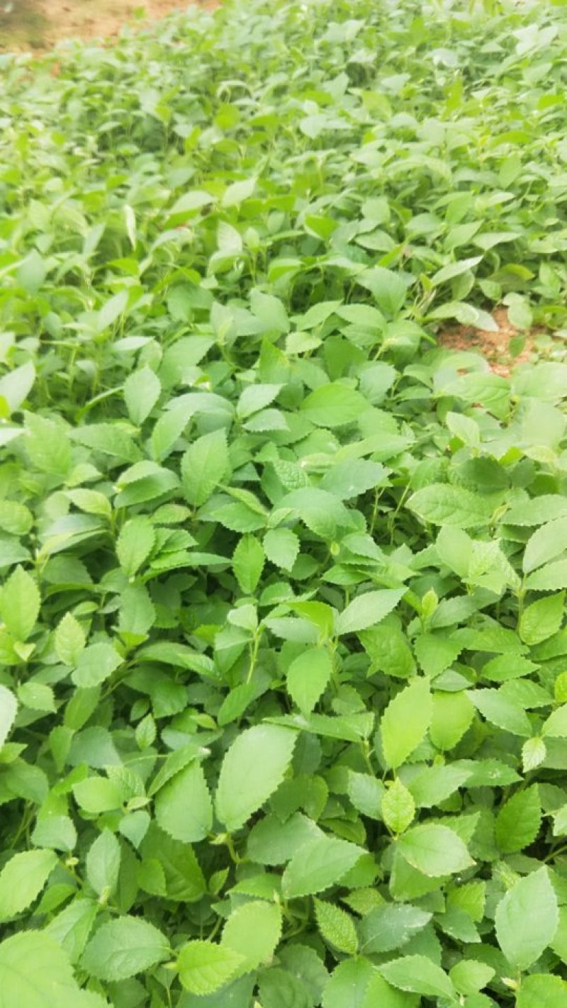 五指毛桃苗中药材苗种植