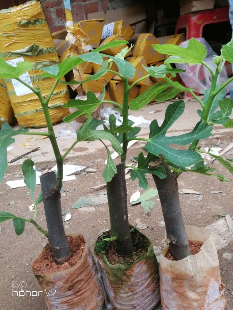波姬红无花果苗，品质保证营养杯苗