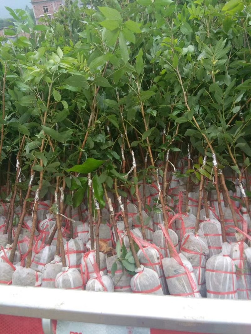 四季龙眼苗，苗子靓丽，地苗杯苗都有，一年多次开花结果