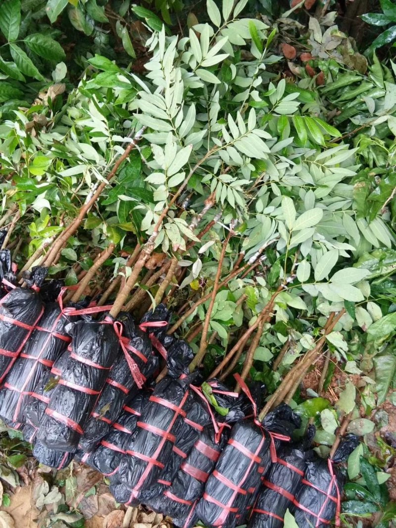 四季龙眼苗，苗子靓丽，地苗杯苗都有，一年多次开花结果