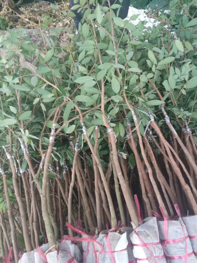 四季龙眼苗，苗子靓丽，地苗杯苗都有，一年多次开花结果
