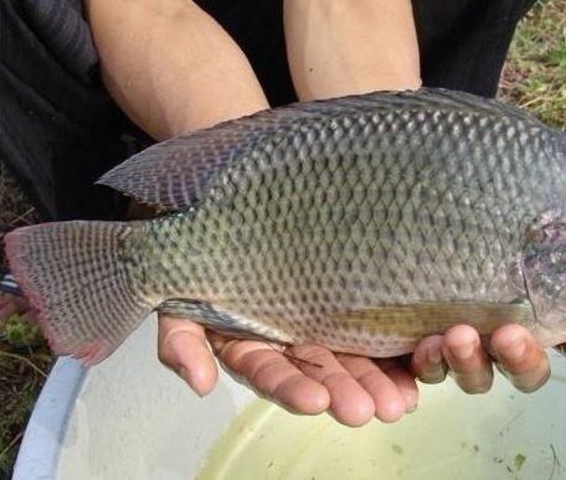 大量批发罗非鱼价格便宜