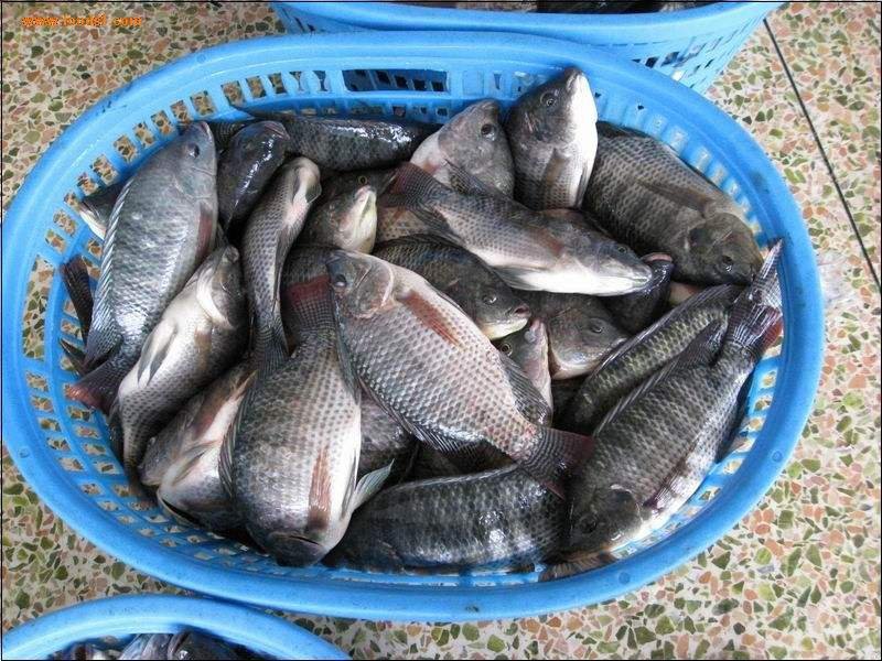 大量批发罗非鱼价格便宜