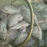 大量批发罗非鱼价格便宜