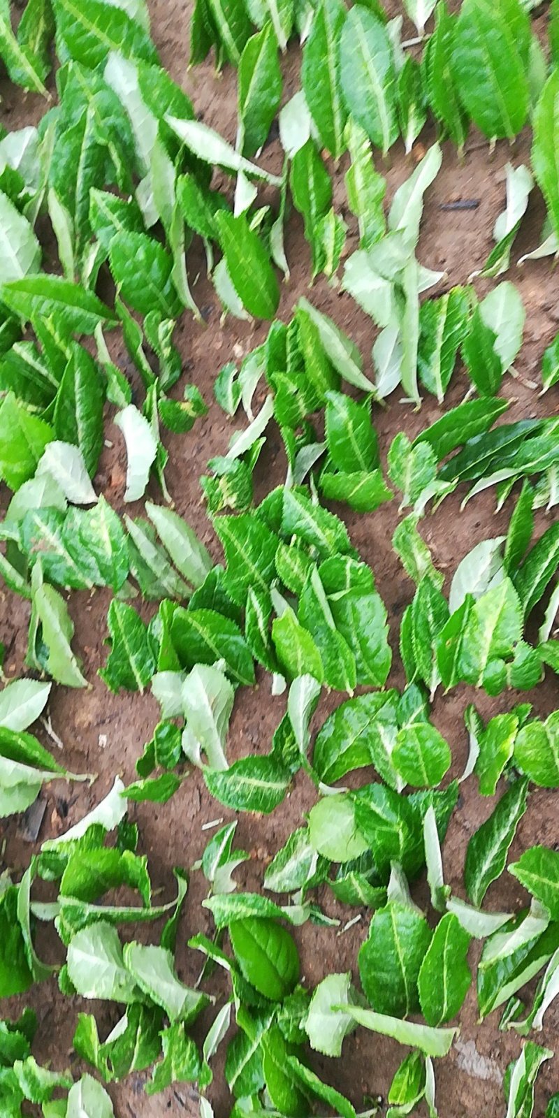 极白茶苗