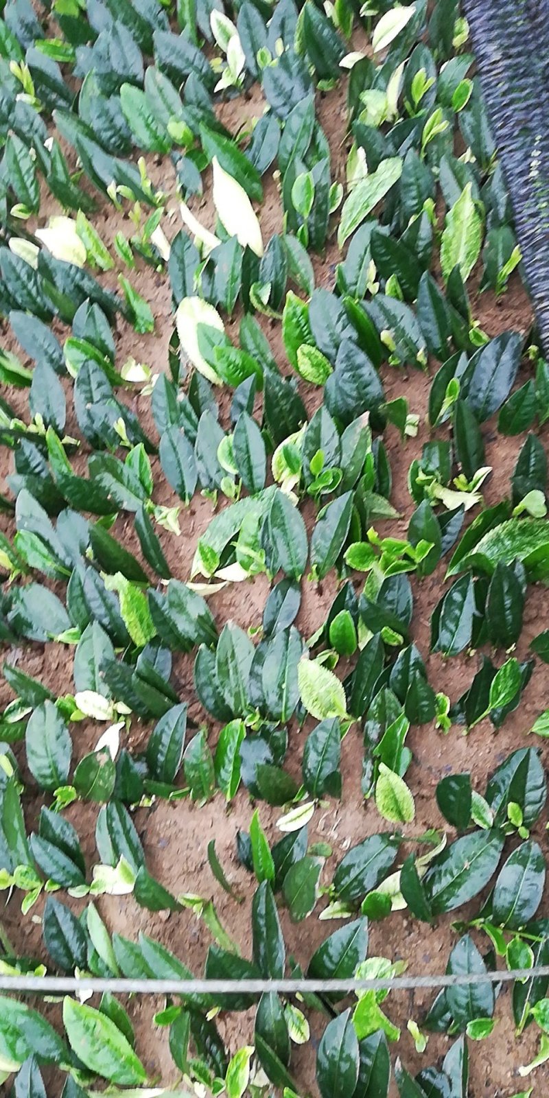 茶树苗，极白茶苗，黄茶苗，奶白茶苗