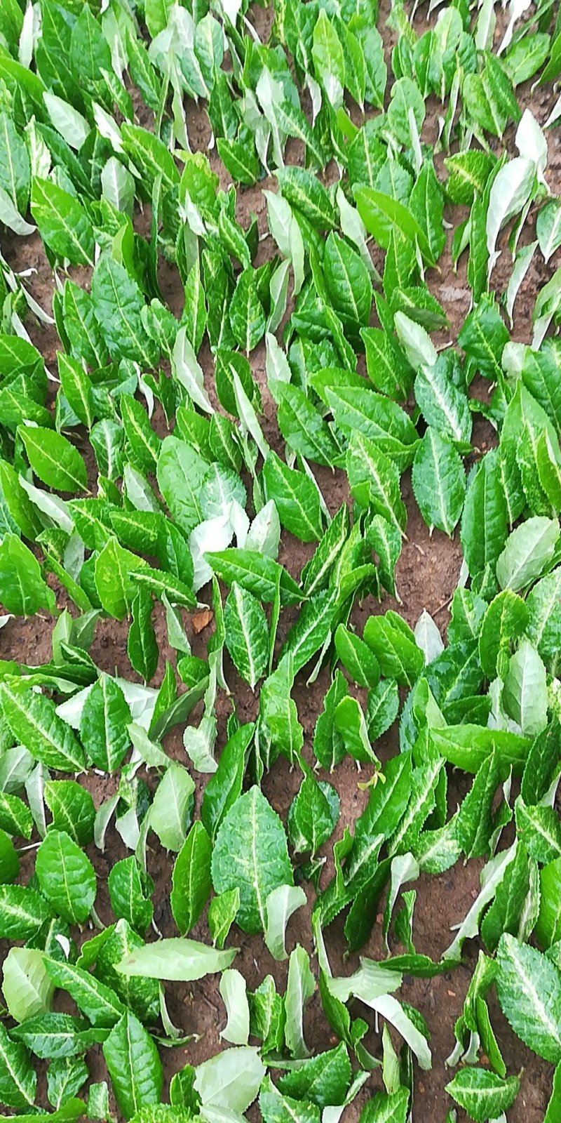 茶树苗，极白茶苗，黄茶苗，奶白茶苗