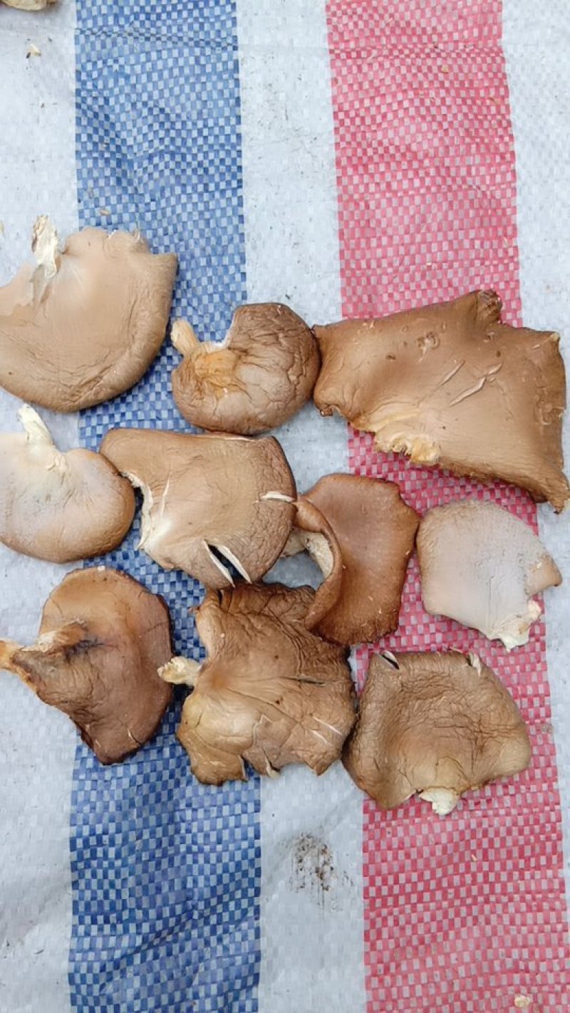 鲍鱼菇。