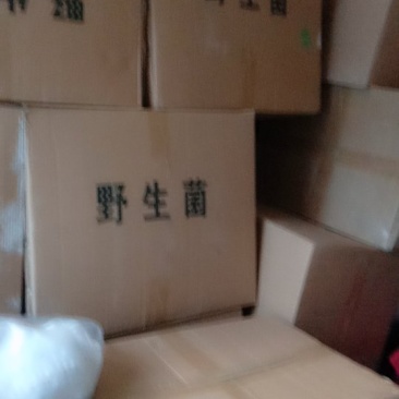 鲍鱼菇。