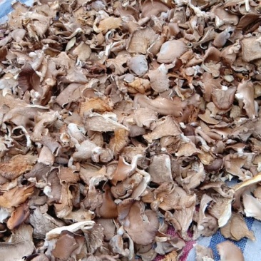 鲍鱼菇。