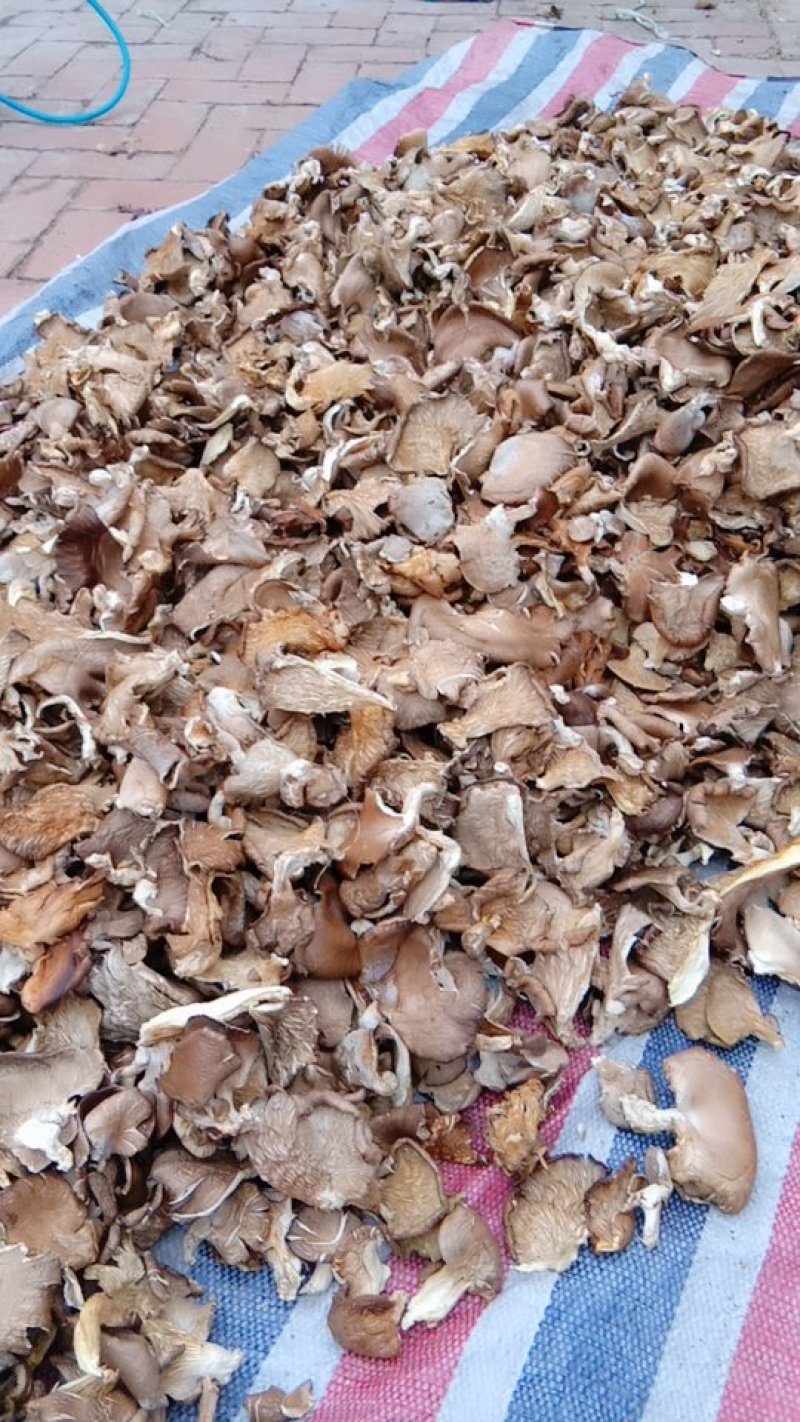 鲍鱼菇。