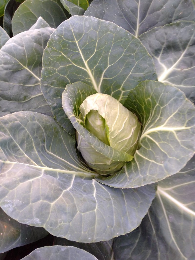 甘蓝，大量供应自家基地甘蓝包菜！货源充足品质保证价格优惠
