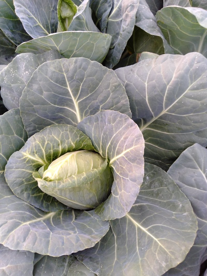 甘蓝，大量供应自家基地甘蓝包菜！货源充足品质保证价格优惠