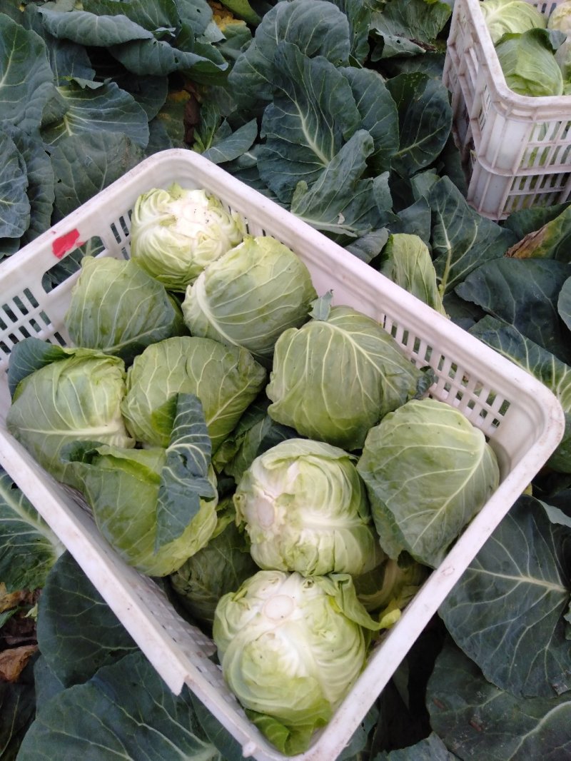 甘蓝，大量供应自家基地甘蓝包菜！货源充足品质保证价格优惠