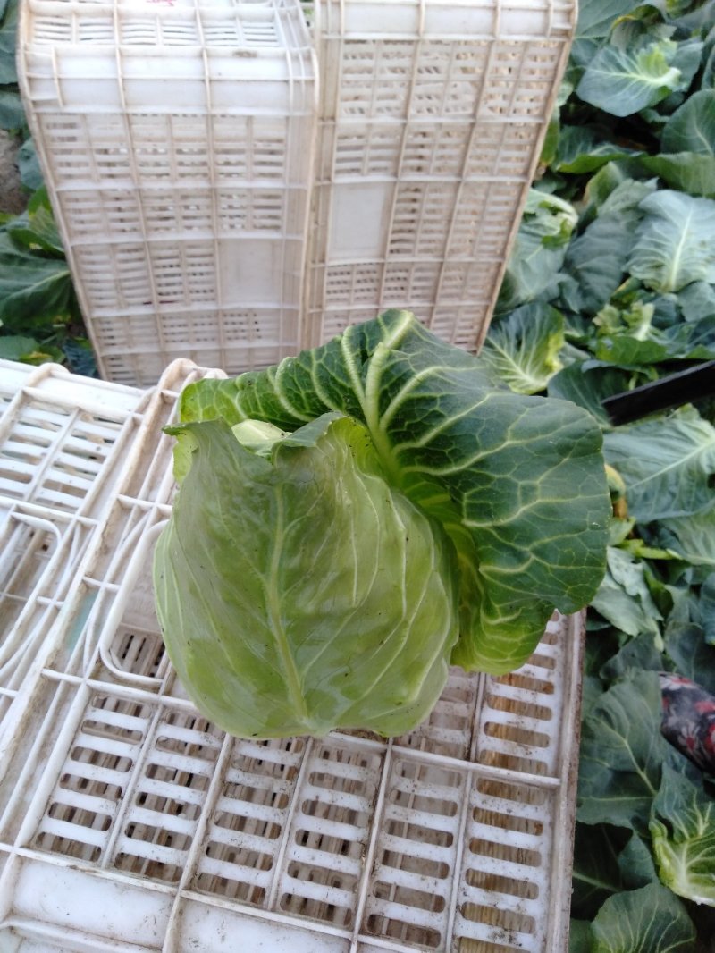 甘蓝，大量供应自家基地甘蓝包菜！货源充足品质保证价格优惠
