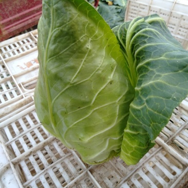 甘蓝，大量供应自家基地甘蓝包菜！货源充足品质保证价格优惠