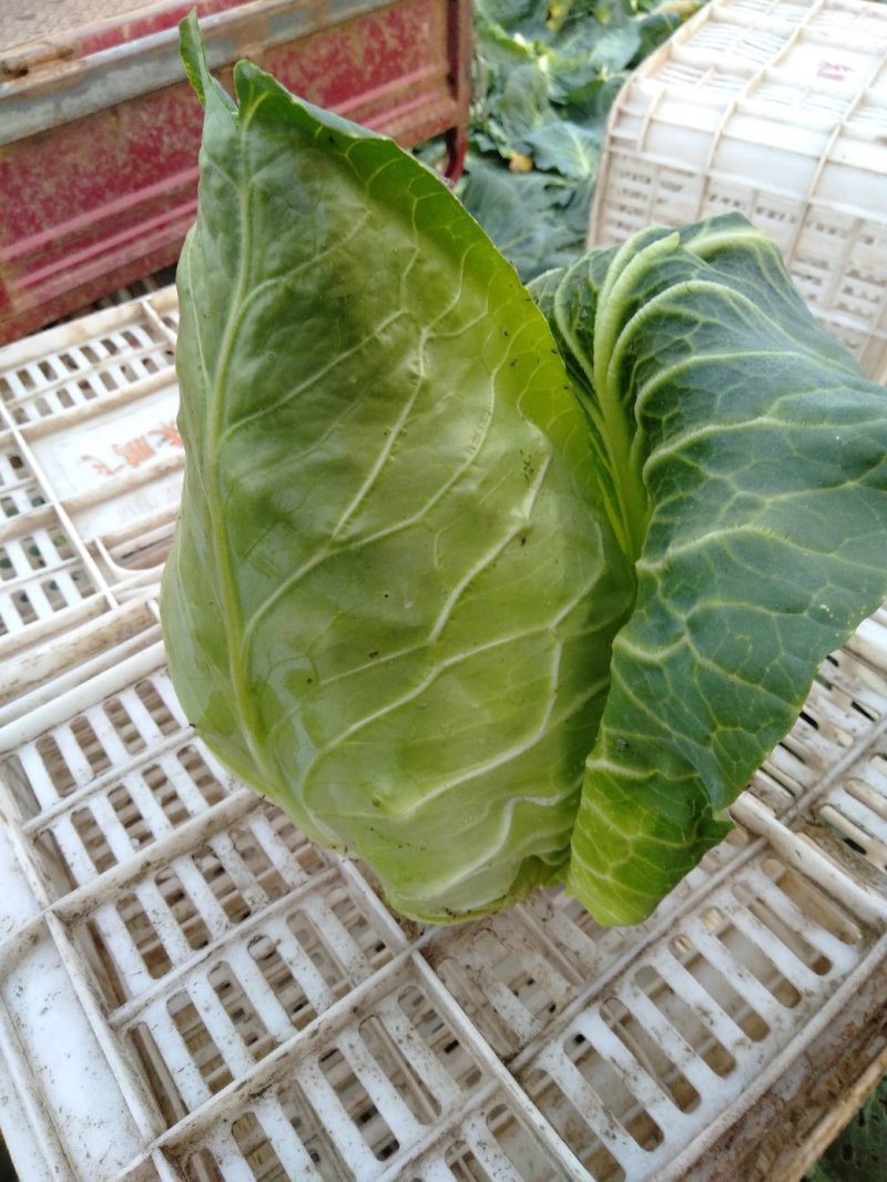 甘蓝，大量供应自家基地甘蓝包菜！货源充足品质保证价格优惠