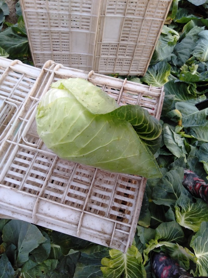 甘蓝，大量供应自家基地甘蓝包菜！货源充足品质保证价格优惠