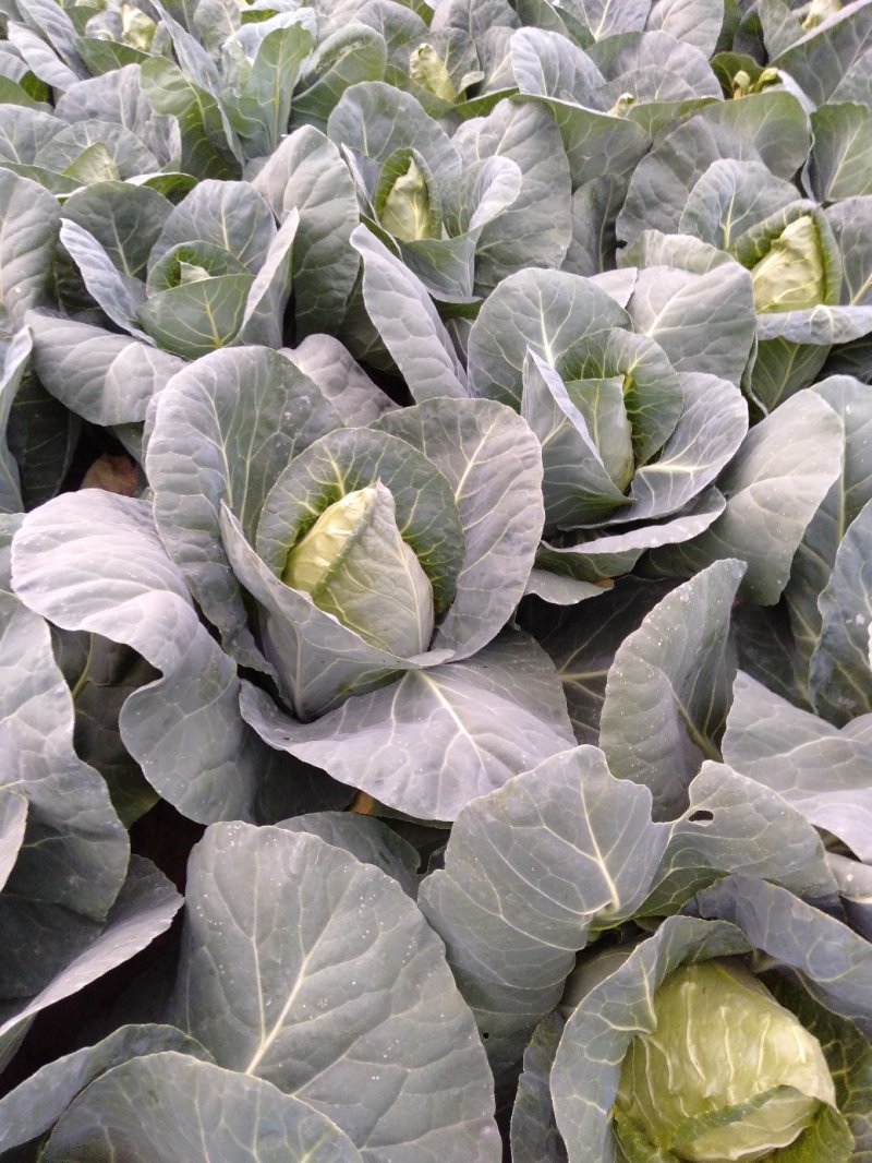 甘蓝，大量供应自家基地甘蓝包菜！货源充足品质保证价格优惠