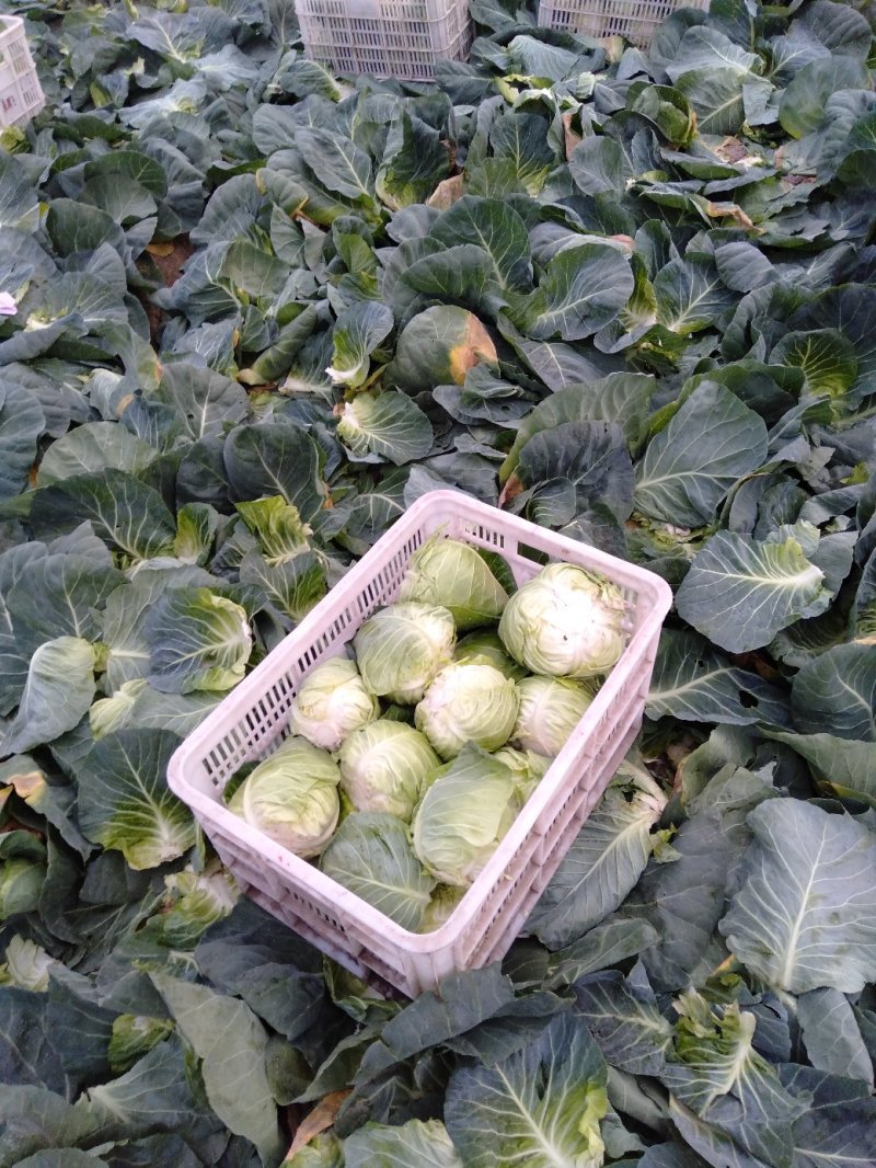 甘蓝，大量供应自家基地甘蓝包菜！货源充足品质保证价格优惠