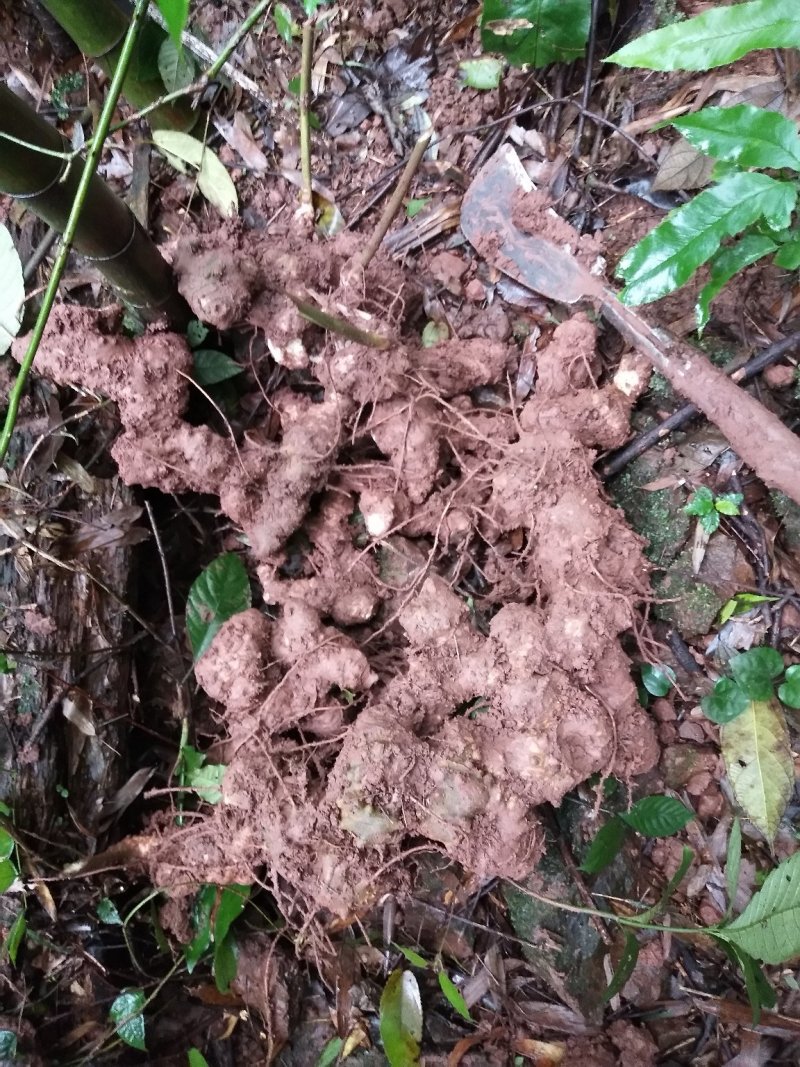 野生甜黄精块茎鲜货、四川省、乐山市、夹江县