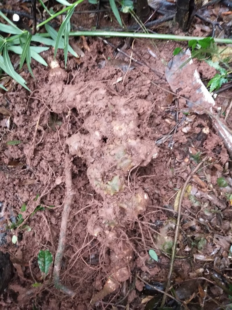 野生甜黄精块茎鲜货、四川省、乐山市、夹江县