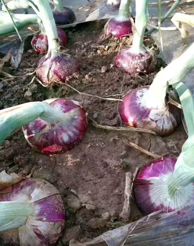 精品红皮洋葱欢迎来电咨询，大量上市，基地发货。