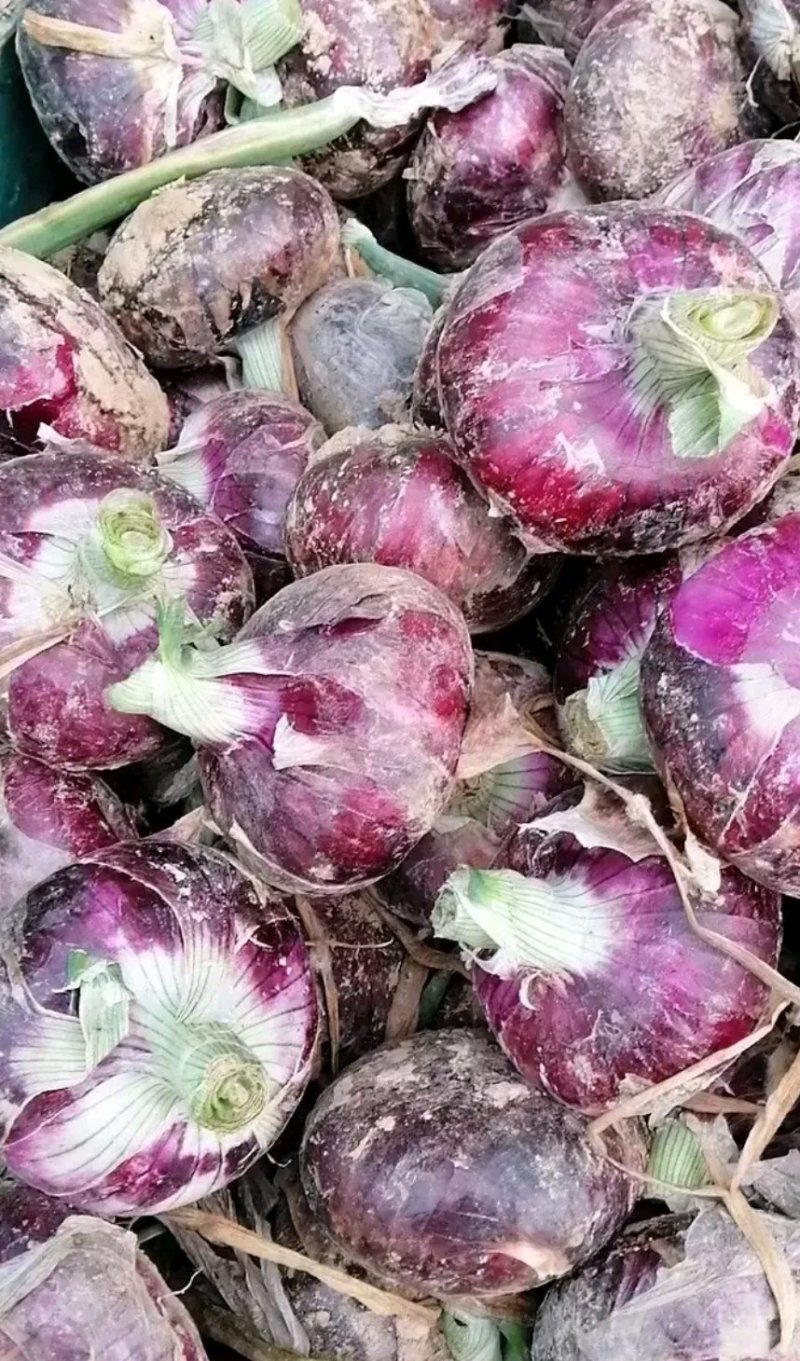 精品红皮洋葱欢迎来电咨询，大量上市，基地发货。