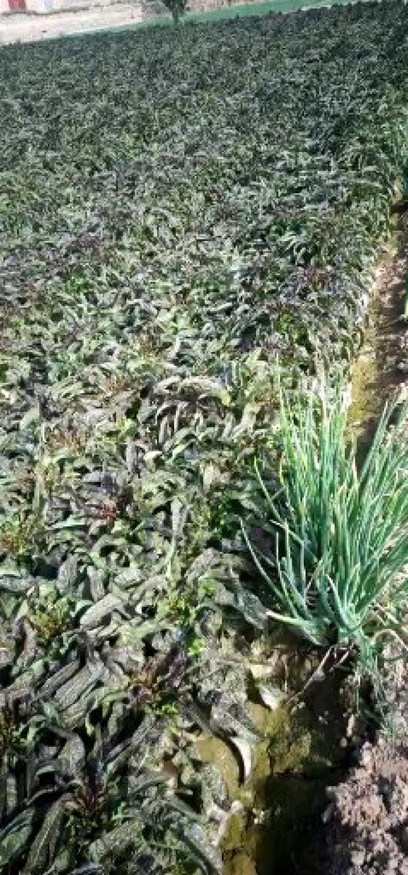 基地直供【精品红叶莴笋】量大从优诚信经营质量保证