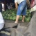 【货源充足】西瓜8424美都甜王西瓜皮薄黑子代发全国