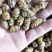 铁皮石斛枫斗