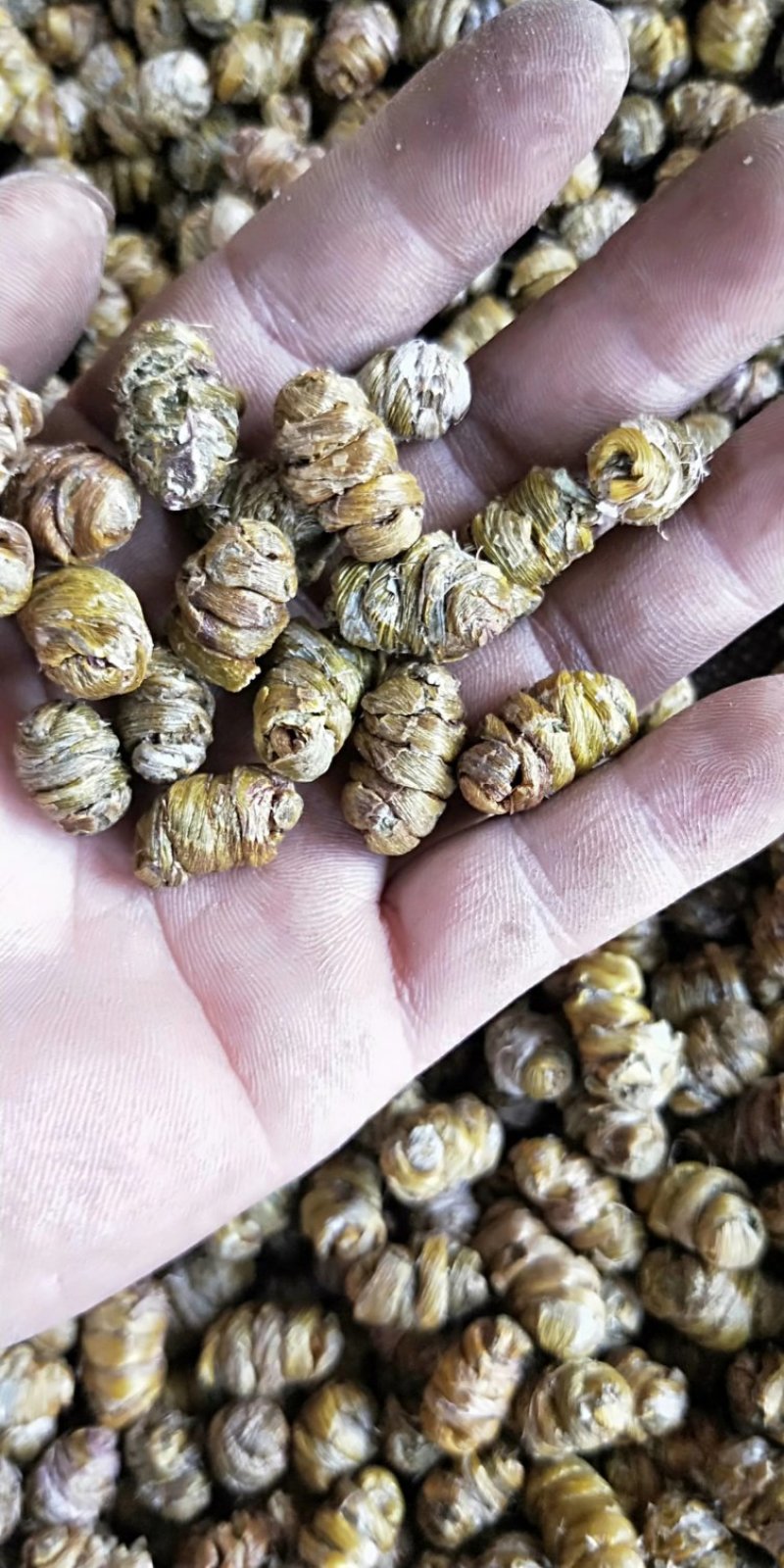 铁皮石斛枫斗