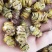 铁皮石斛枫斗