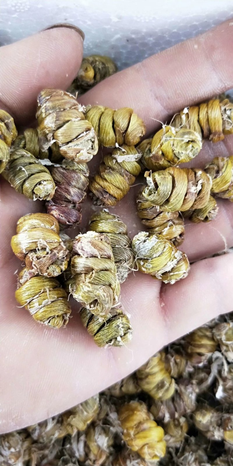 铁皮石斛枫斗