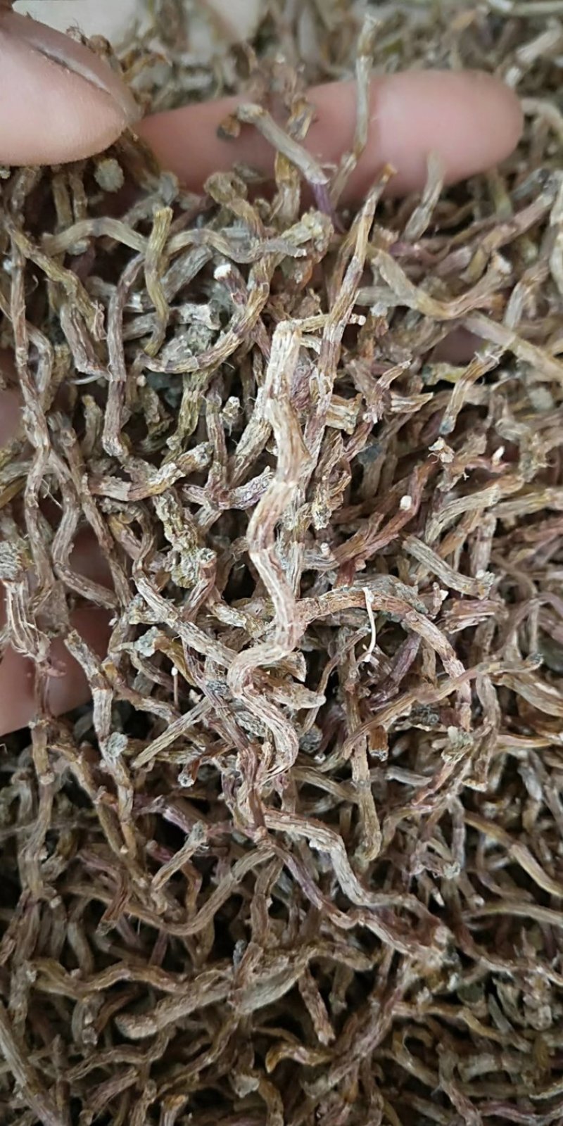 铁皮石斛枫斗