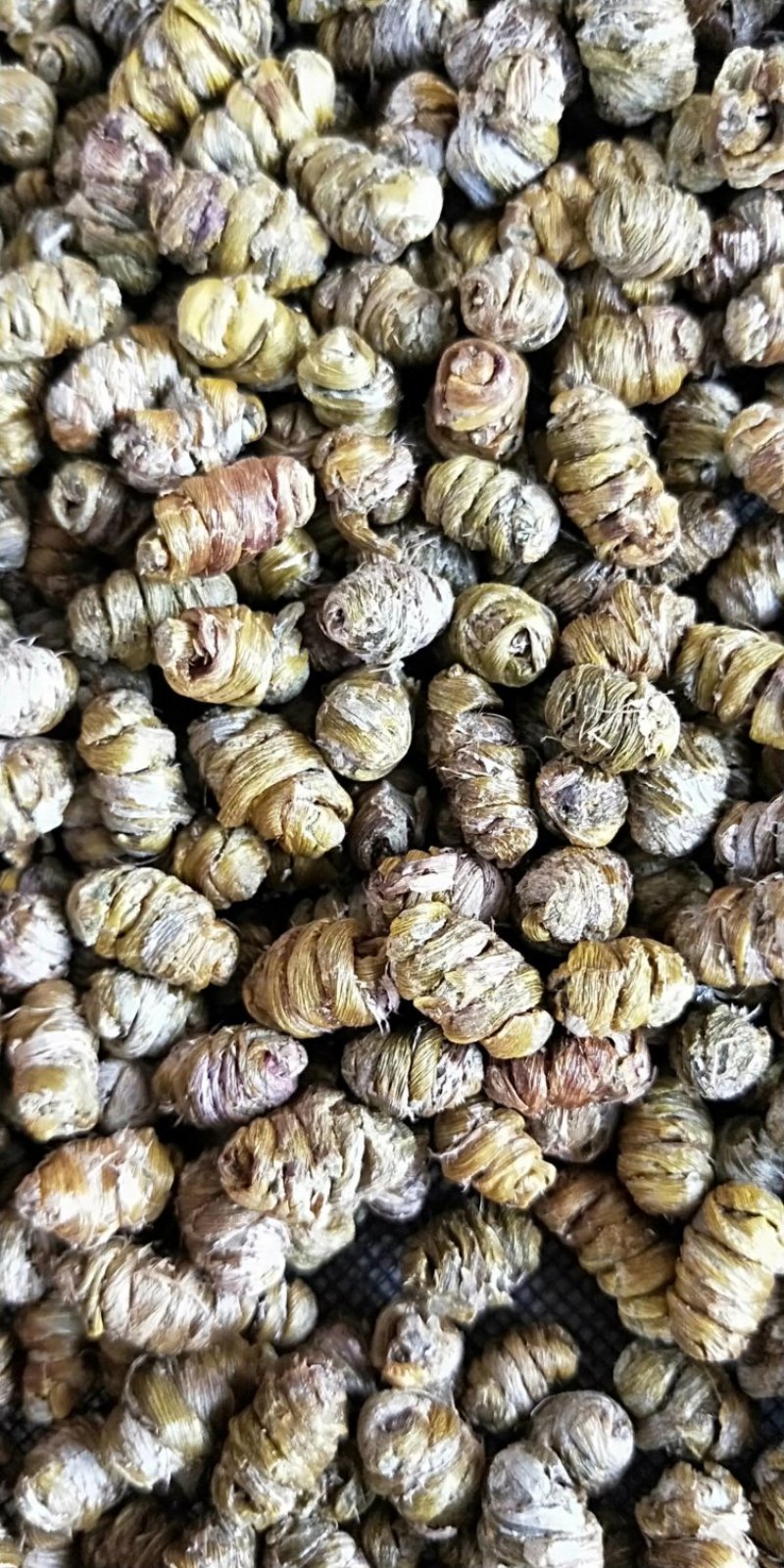 铁皮石斛枫斗