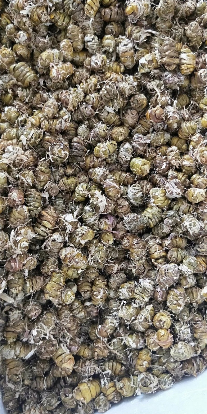 铁皮石斛枫斗