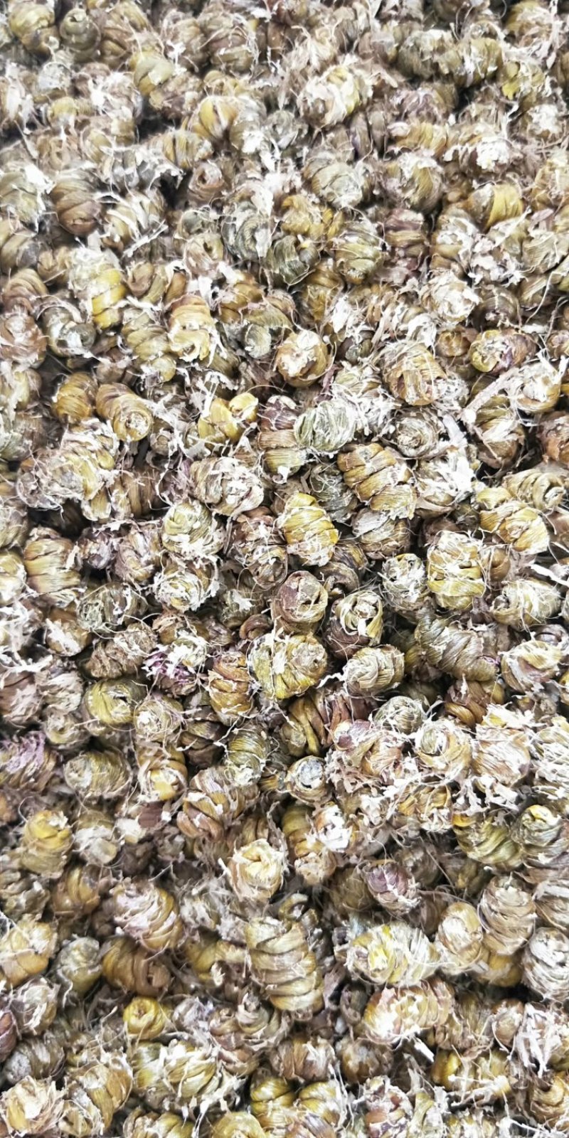 铁皮石斛枫斗